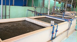 有没有什么能够快速的降低氨氮